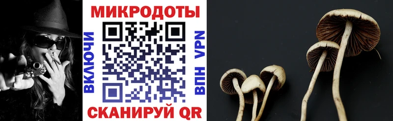 Псилоцибиновые грибы Psilocybe  mega tor  Собинка 